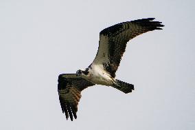 Osprey And American Bald Eagles Hunting Along The Great Miami River