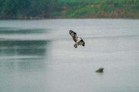 Osprey And American Bald Eagles Hunting Along The Great Miami River