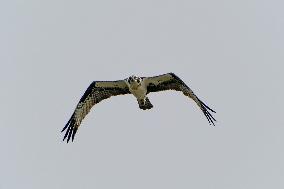 Osprey And American Bald Eagles Hunting Along The Great Miami River