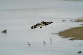 Osprey And American Bald Eagles Hunting Along The Great Miami River