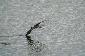 Osprey And American Bald Eagles Hunting Along The Great Miami River