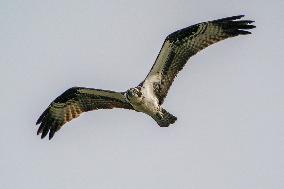 Osprey And American Bald Eagles Hunting Along The Great Miami River