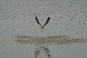 Osprey And American Bald Eagles Hunting Along The Great Miami River