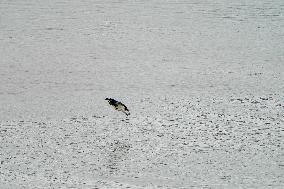 Osprey And American Bald Eagles Hunting Along The Great Miami River