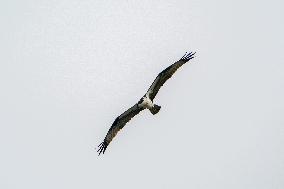 Osprey And American Bald Eagles Hunting Along The Great Miami River