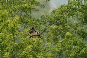 Osprey And American Bald Eagles Hunting Along The Great Miami River