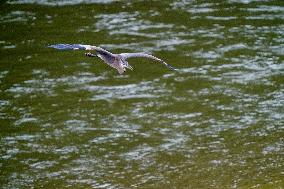 Osprey And American Bald Eagles Hunting Along The Great Miami River