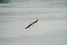 Osprey And American Bald Eagles Hunting Along The Great Miami River