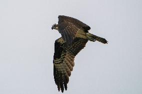 Osprey And American Bald Eagles Hunting Along The Great Miami River