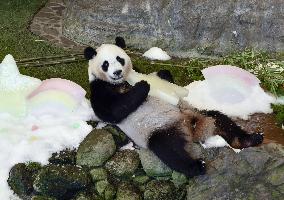 Giant panda Fuhin