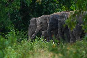 Sri Lankan Wild Elephants