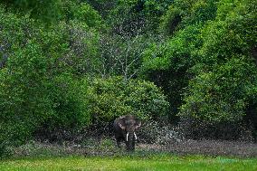 Sri Lankan Wild Elephants