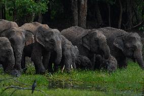Sri Lankan Wild Elephants