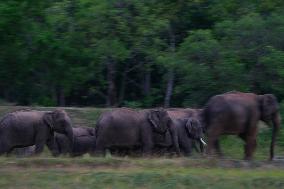 Sri Lankan Wild Elephants