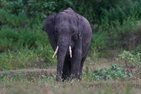 Sri Lankan Wild Elephants