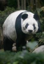 MEXICO-MEXICO CITY-GIANT PANDA