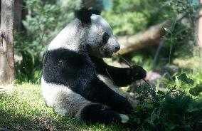 MEXICO-MEXICO CITY-GIANT PANDA