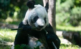 MEXICO-MEXICO CITY-GIANT PANDA