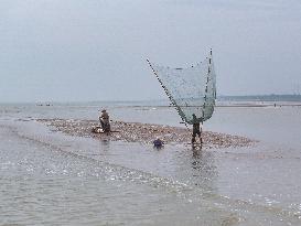 Fishermen Catch Shrimp