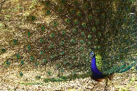 Peacock Displays Feathers - India