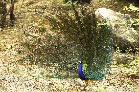 Peacock Displays Feathers - India