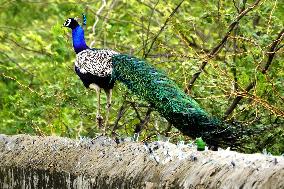 Peacock Displays Feathers - India