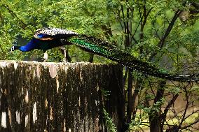 Peacock Displays Feathers - India