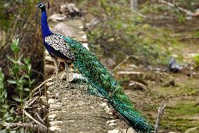 Peacock Displays Feathers - India