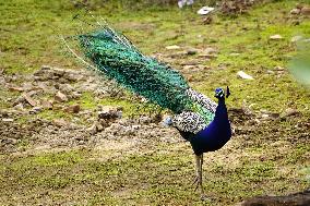 Peacock Displays Feathers - India