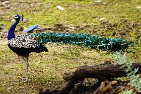 Peacock Displays Feathers - India