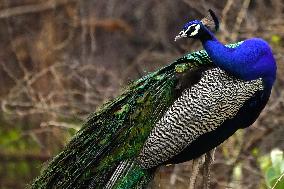 Peacock Displays Feathers - India