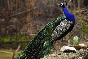 Peacock Displays Feathers - India