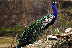 Peacock Displays Feathers - India