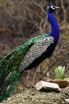 Peacock Displays Feathers - India