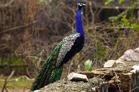 Peacock Displays Feathers - India