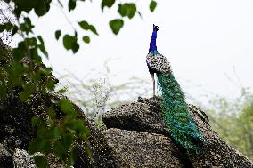 Peacock Displays Feathers - India