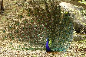 Peacock Displays Feathers - India