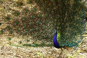 Peacock Displays Feathers - India