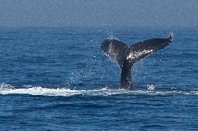 BRAZIL-RIO DE JANEIRO-HUMPBACK WHALE