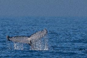 BRAZIL-RIO DE JANEIRO-HUMPBACK WHALE