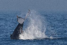 BRAZIL-RIO DE JANEIRO-HUMPBACK WHALE