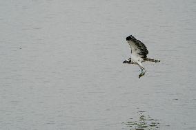 Osprey Hunting Over The Great Miami River In Ohio