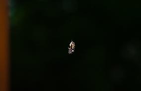 Gray Wall Jumper Spider (Menemerus Bivittatus) - Animal India