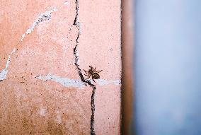 Gray Wall Jumper Spider (Menemerus Bivittatus) - Animal India