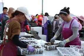 Abalone Harvest in Fuzhou