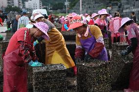 Abalone Harvest in Fuzhou