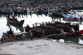 Abalone Harvest in Fuzhou