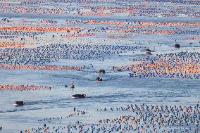 Abalone Harvest in Fuzhou