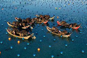 Abalone Harvest in Fuzhou