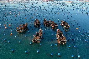 Abalone Harvest in Fuzhou